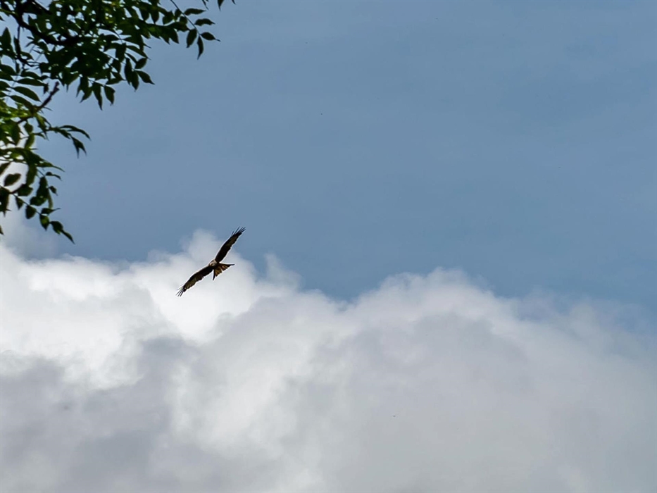 Red Kite flying over Drovers Retreat