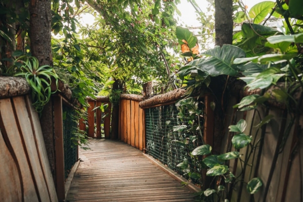A close-up of a section of a wooden bridge surrounded by leaves and trees at Plantasia Tropical Zoo