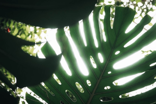 A close up of a cheese-leaf plant with the sun shining through from behind at Plantasia Tropical Zoo