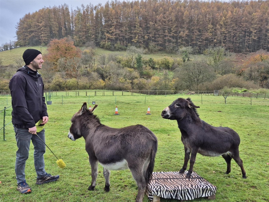 agility games with miniature donkeys in Wales