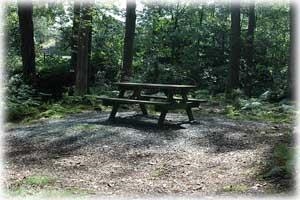 Coed Ganllwyd Nature Reserve