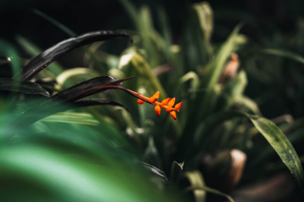 A orange flower central, surrounded by plants and leaves at Plantasia Tropical Zoo