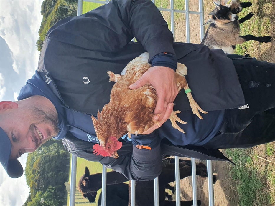 Alpaca Walking at Sweet Home Alpaca