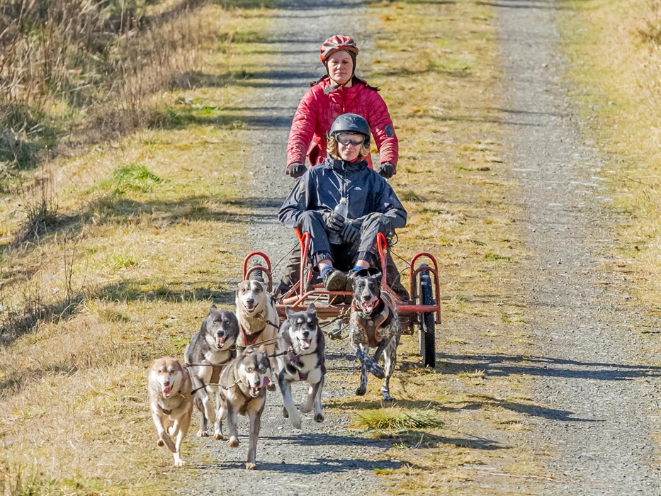 6 Dog Team Ride Adventure