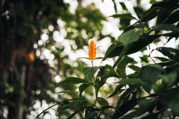 A yellow flower in focus central, surrounded by leaves and trees at Plantasia Tropical Zoo