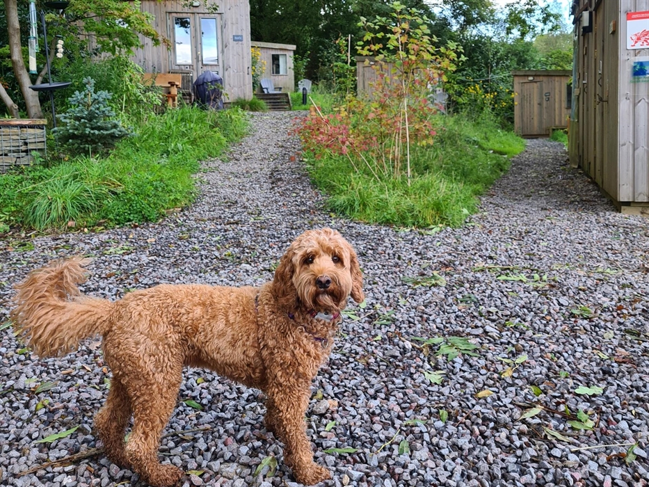 A dog stood in front of cabins and grass