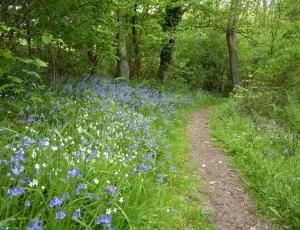 Bailey Einon bluebells