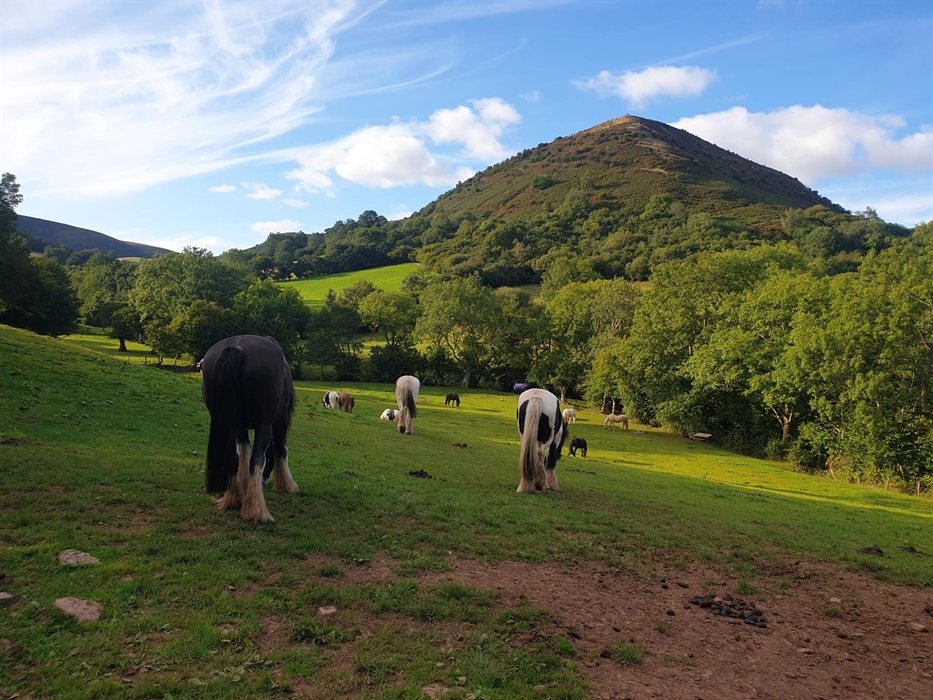 All the horses go out to the fields in the evenings in groups according to their needs and dietary requirements. This field also doubles as our camp f