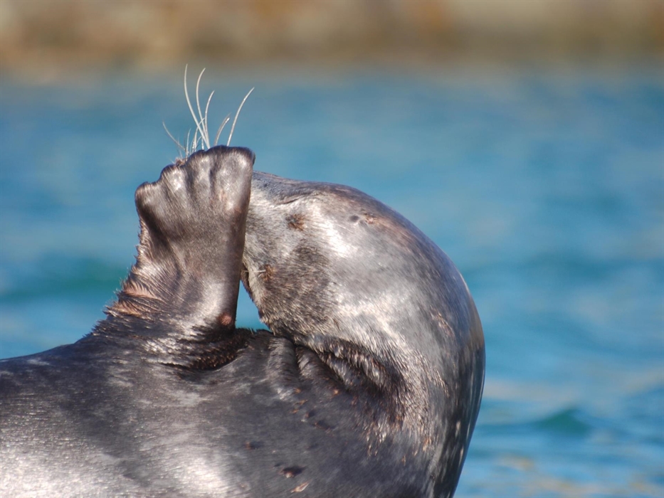 Seal seen from one of our Ramsey Island trips.