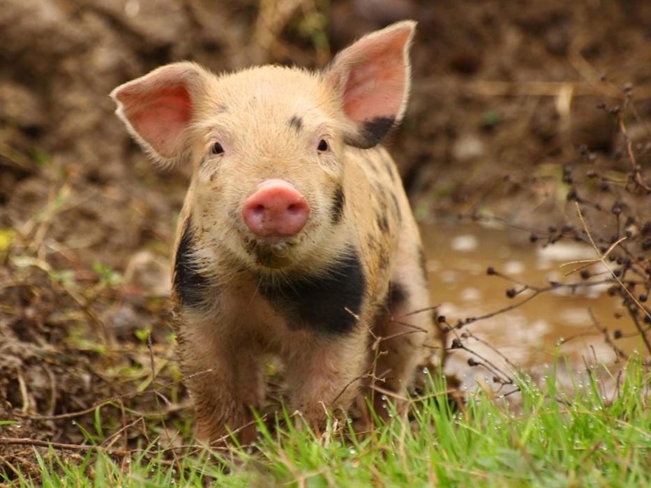 Friendly farm animals