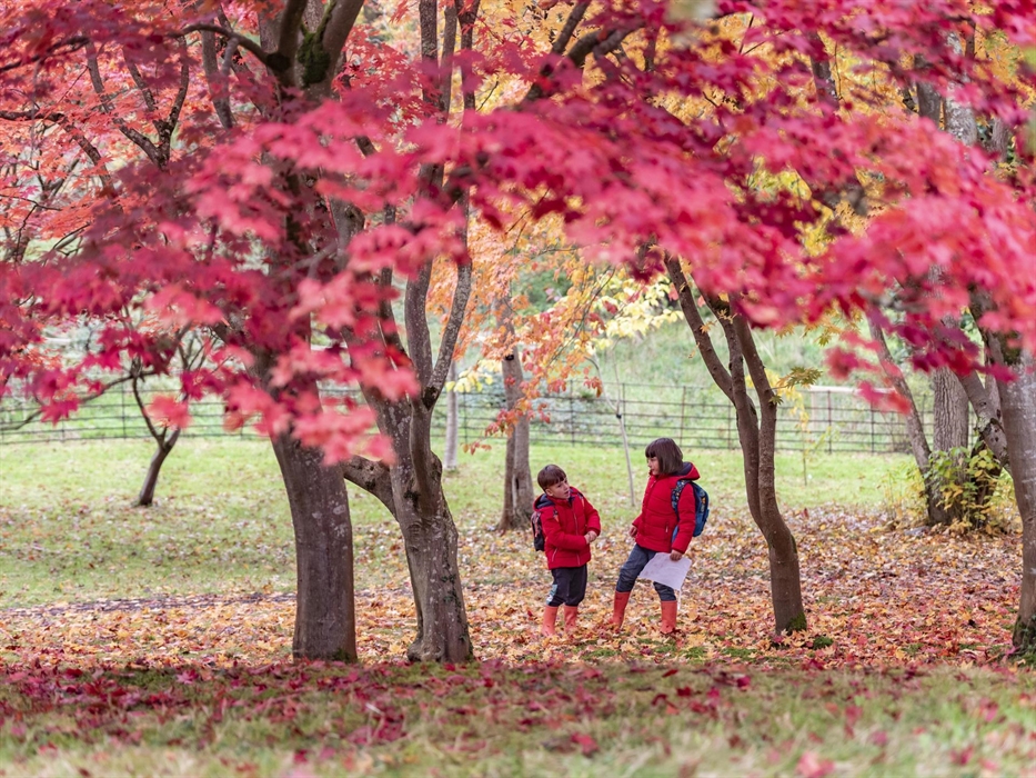 A boy and a girl both wearing red jackets, surrounded by the red acer leaves in the Acer Glade at Bodnant Garden during the autumn. National Trust Ima
