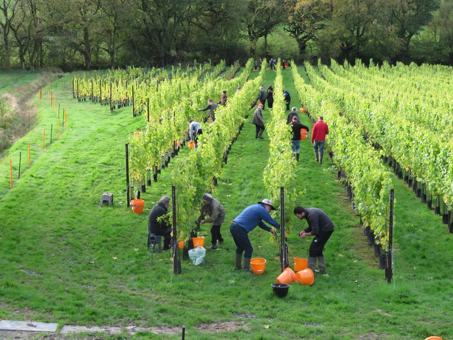 Harvest at Velfrey Vineyard in Pembrokeshire