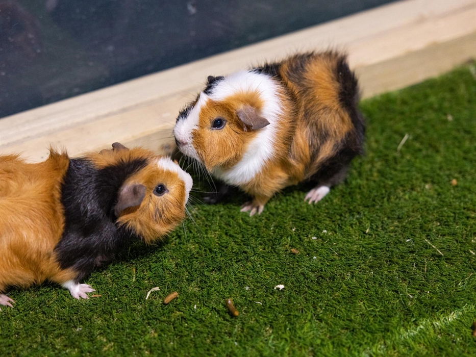 Guinea pigs