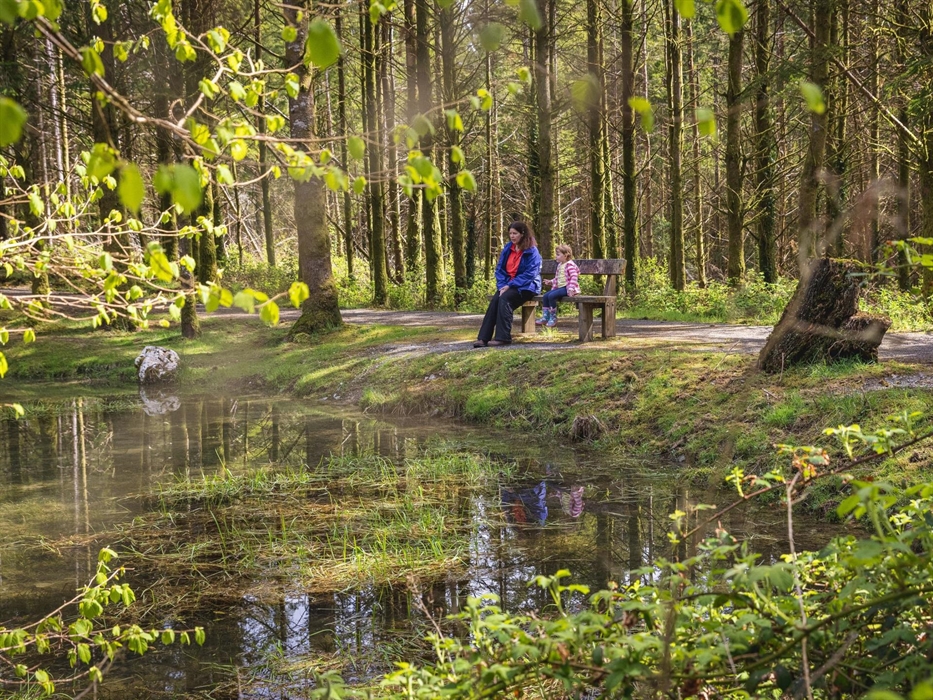 Cwm Rhaeadr Woodland