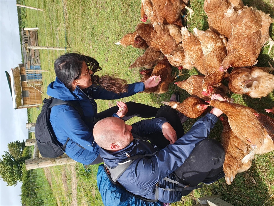 Alpaca Walking at Sweet Home Alpaca