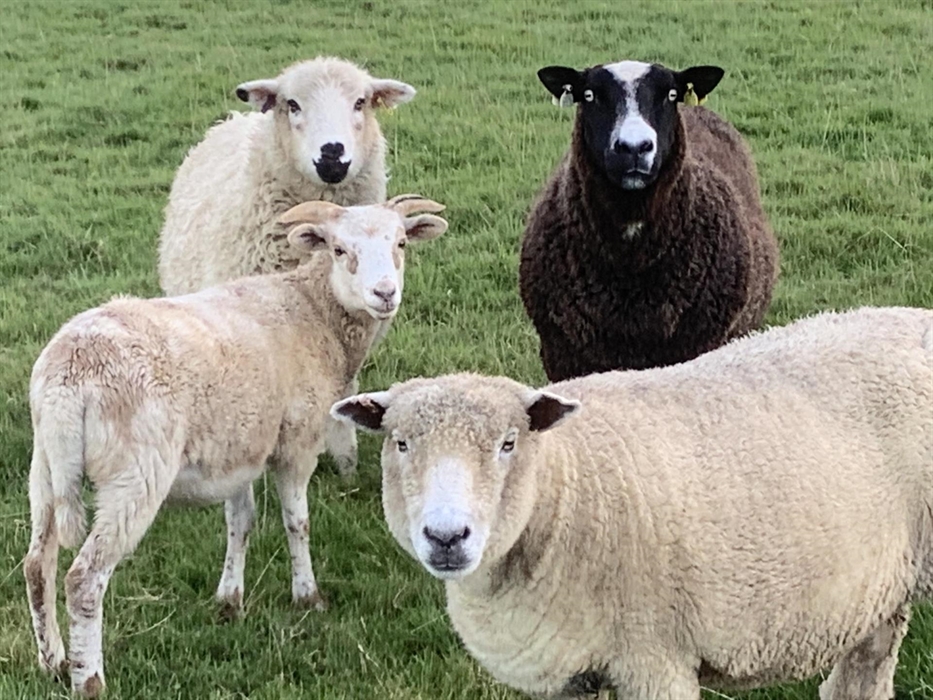 Some of our sheep