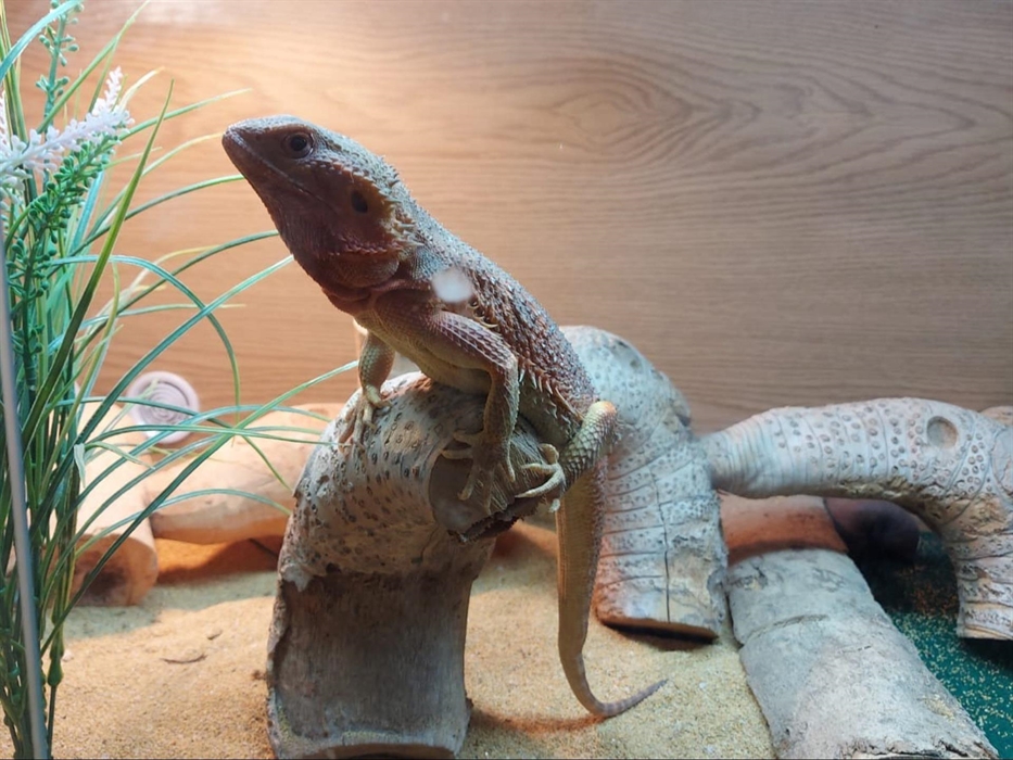 A crested gecko sitting on a wooden log.