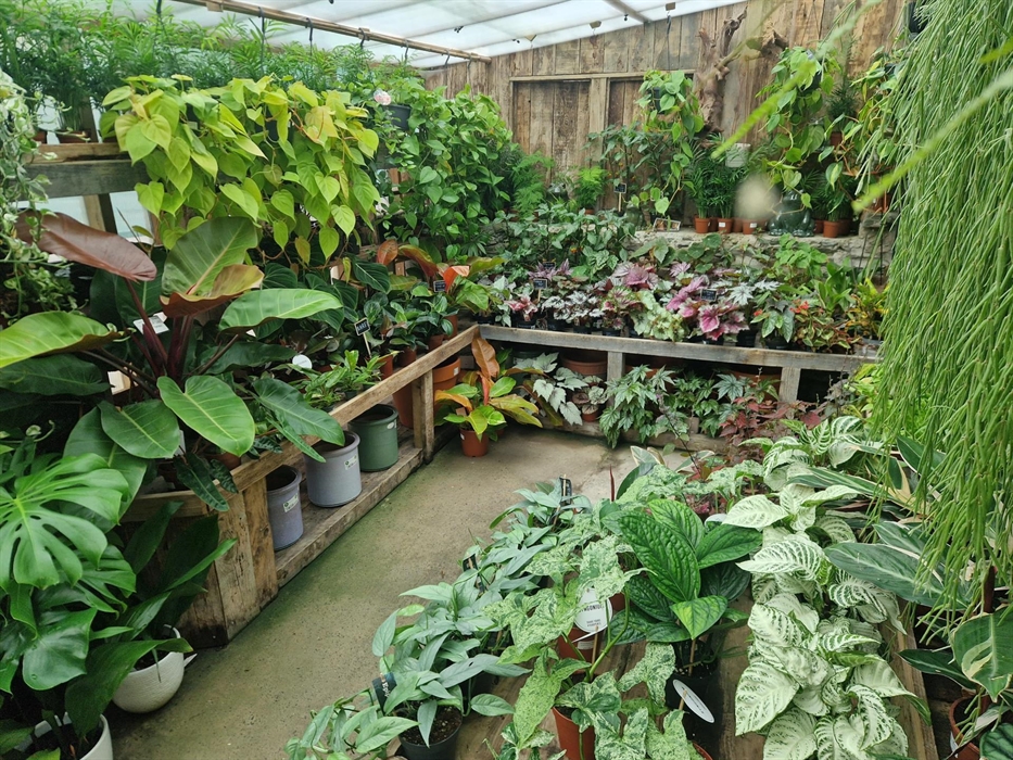 A huge selection of house plants, many home grown or grown in Wales