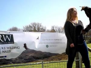 Falconry Experience Wales