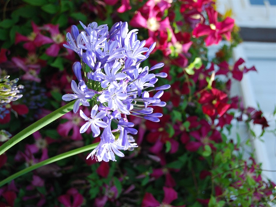 plenty of colour all season