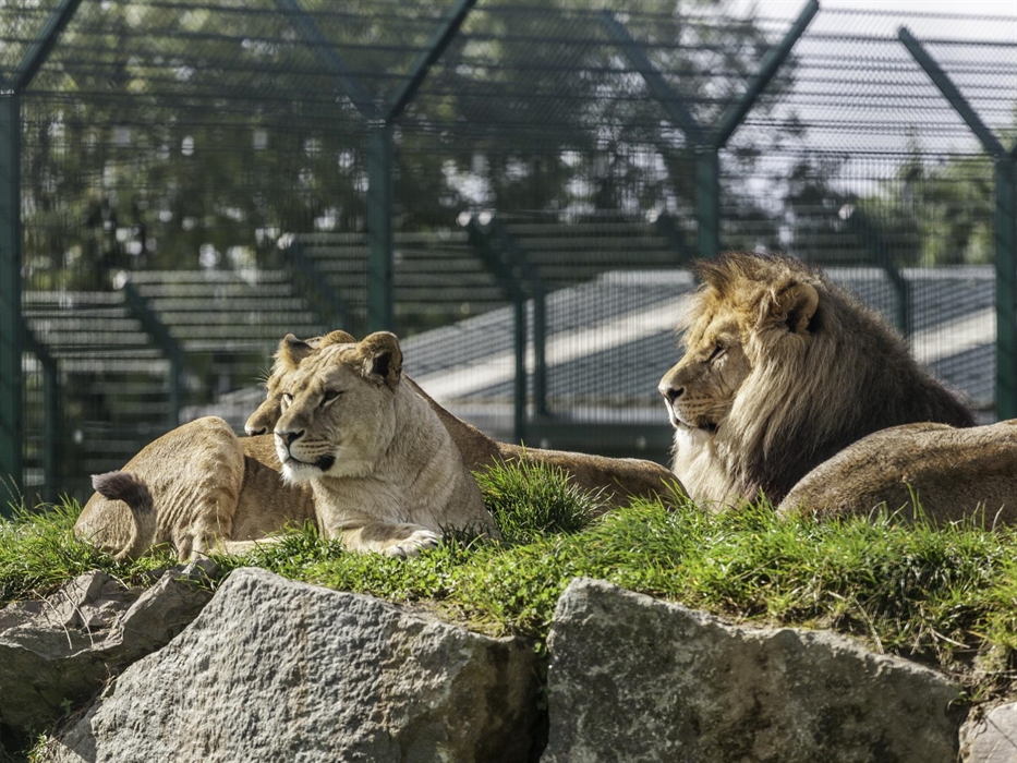 Folly Farm Lions