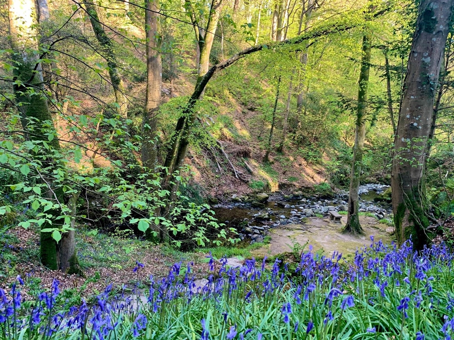 Bluebells & 39 Steps, Plas Cadnant, Spring by Patrick Davies