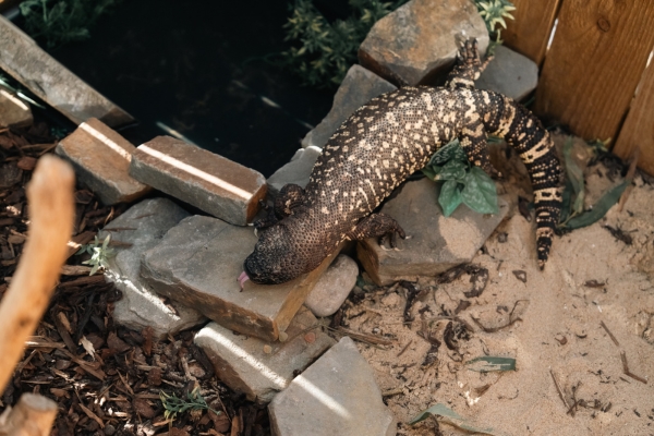 A Rio-fuerte beaded lizard poking it's tongue out, resting on rocks near its pond at Plantasia Tropical Zoo