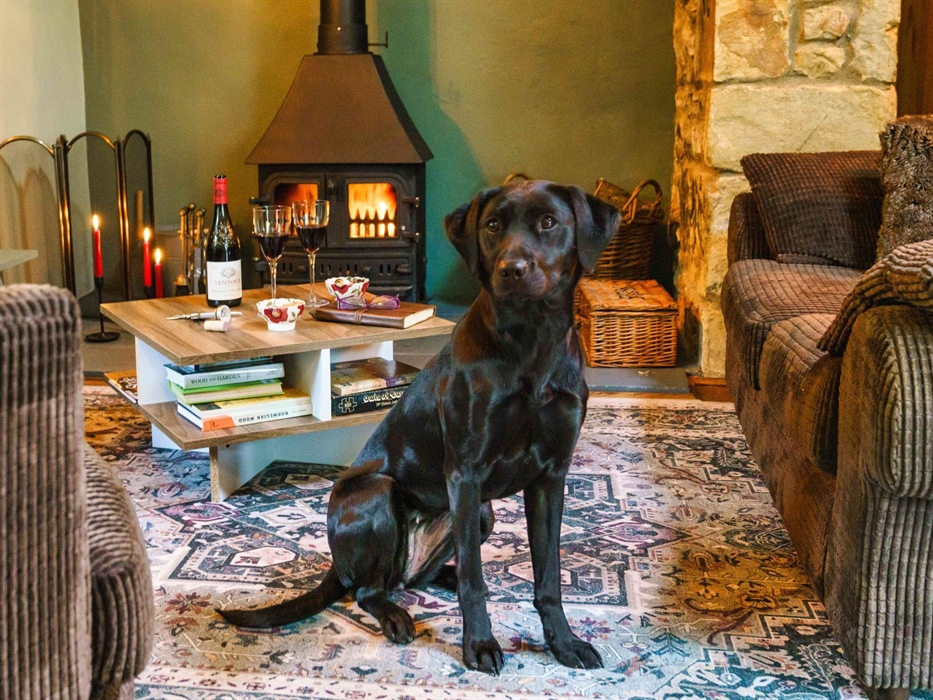 Black Labrador sitting in the living room