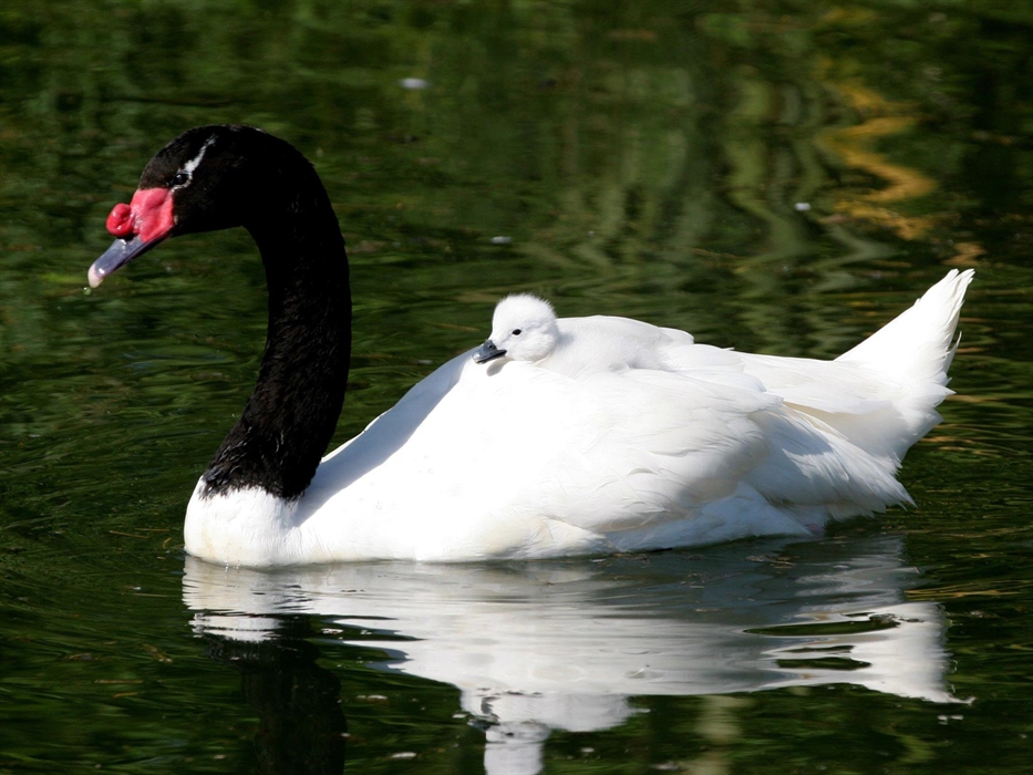 An adult Black-necked Swan with a fluffy cygnet riding on its back.
