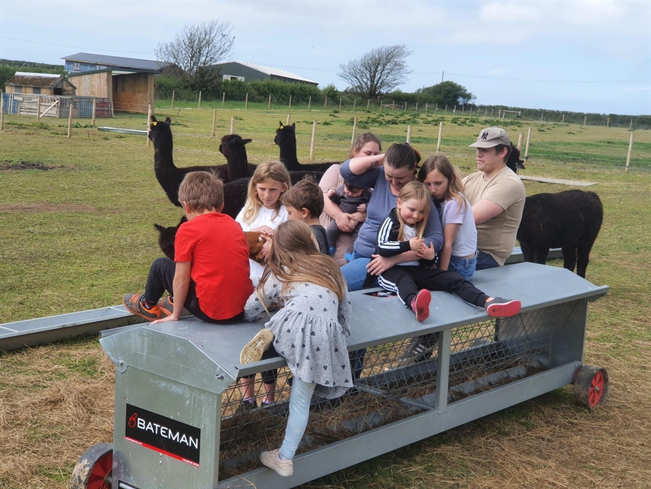 Alpaca Walking at Sweet Home Alpaca
