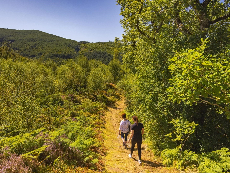 Walking at Foel Friog, Dyfi Forest