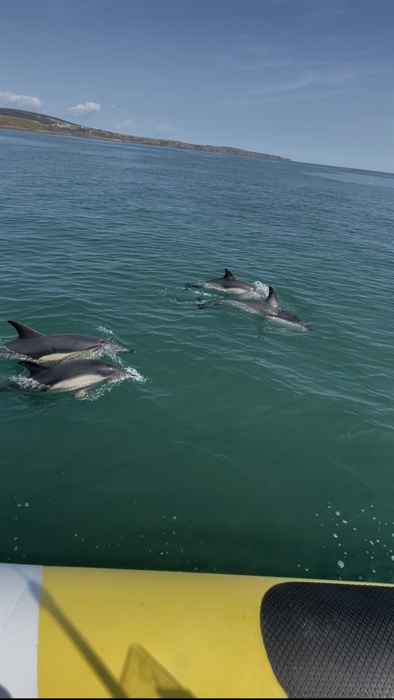 Dolphins seen from Sea Serpent