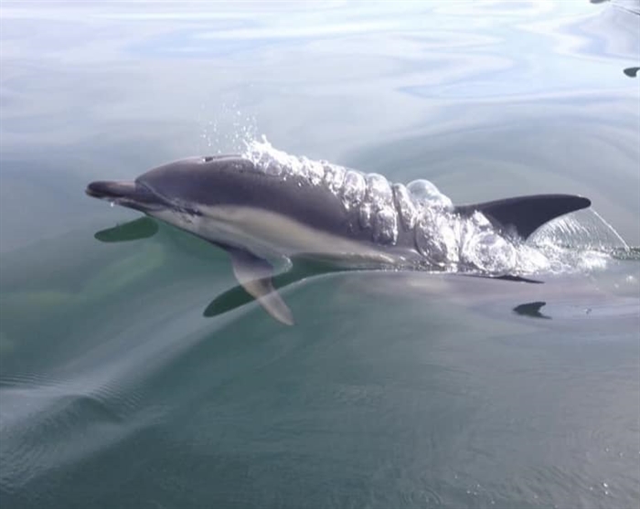 Common Dolphin