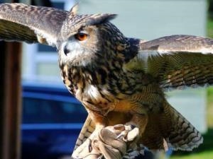 Falconry Experience Wales