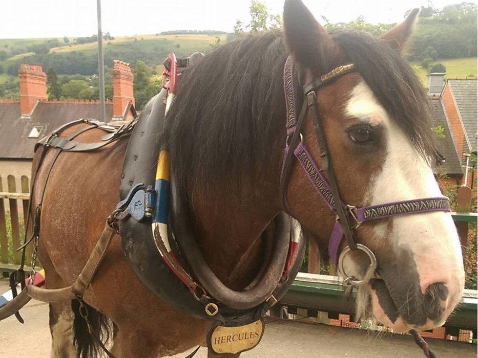 A view of Llangollen Wharf's Majestic Horse Hercules as he gently pulls one of our boats a long the Llangollen Canal.