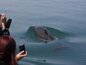 Taking a Photograph of a very close Dolphin