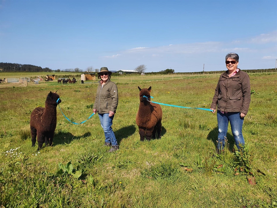 Alpaca Walking at Sweet Home Alpaca