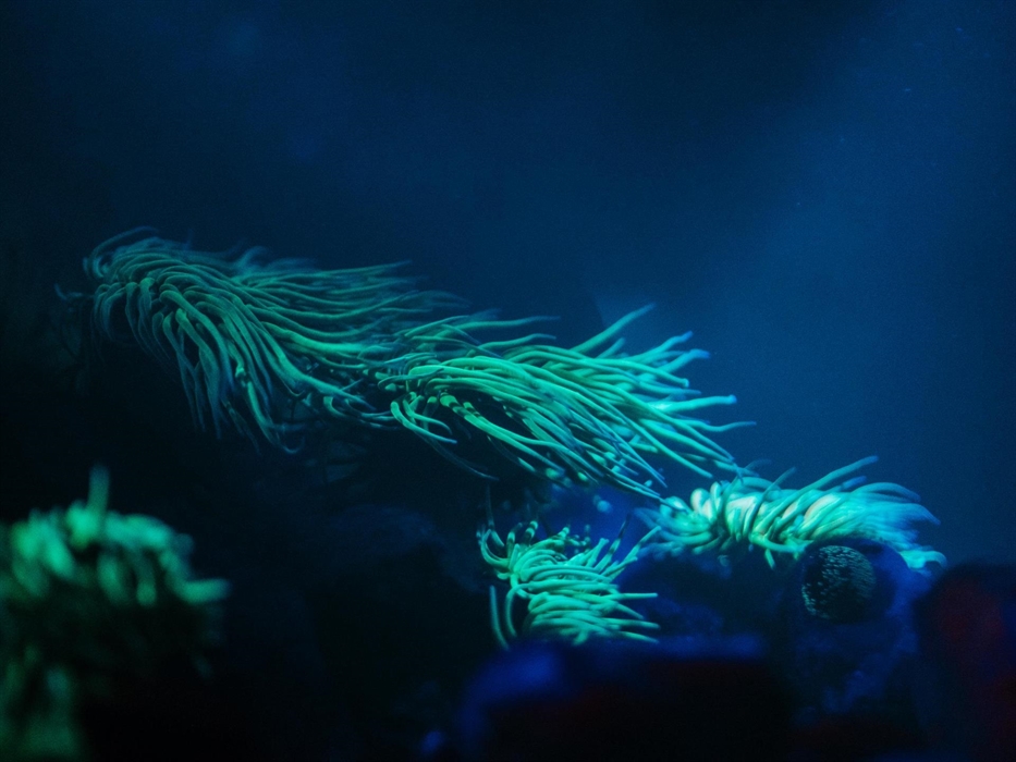 a seemingly alien landscape of long tentecled anemones glowing under a UV light in a similar to tropical reefs