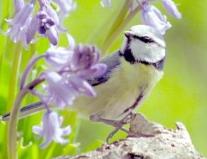 Bailey Einon bluebells