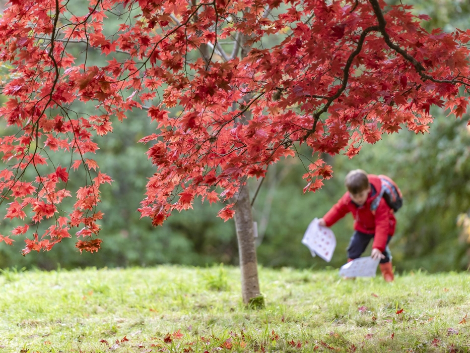 Children playing amongst the fallen acer leaves during the autumn at Bodnant Garden.
Image; National Trust Images/Paul Harris