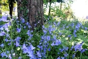Bluebell woods