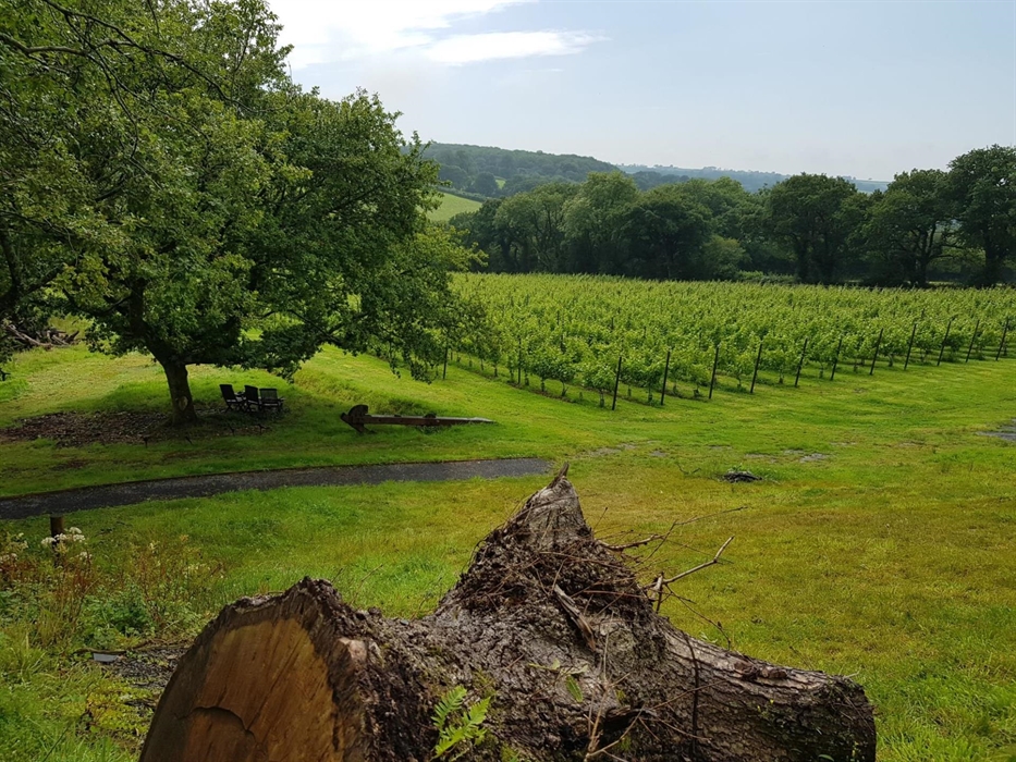 Sparkling in the sunshine after the rain