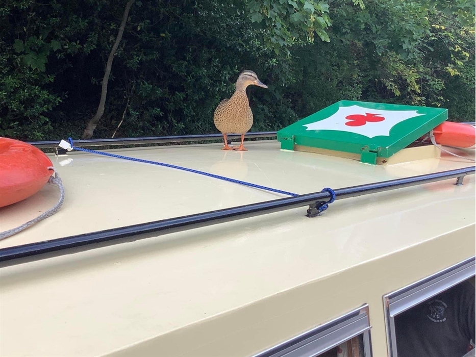 A local Llangollen canal Duck taking a canal cruise and soaking in the beautiful scenery a long the way.