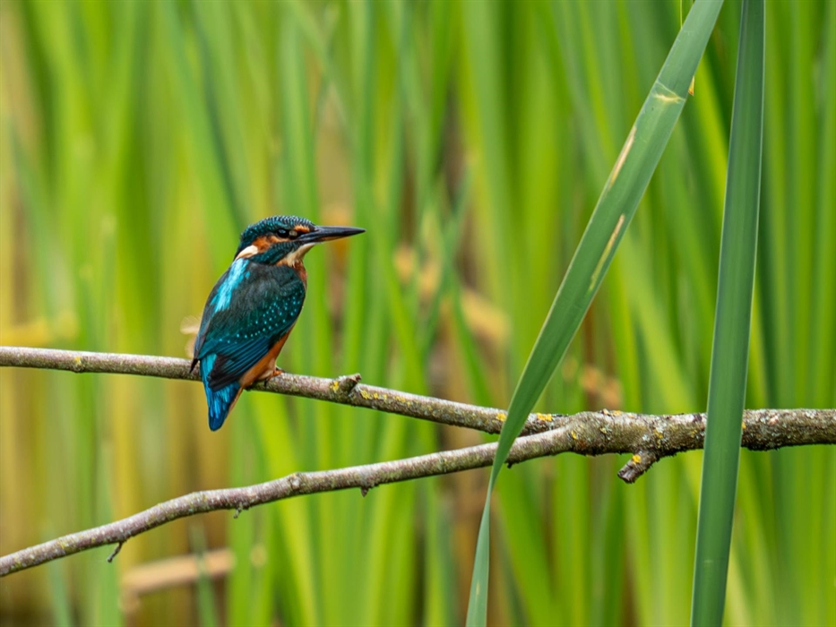 Kingfisher - Image credit: Ieuan Evans