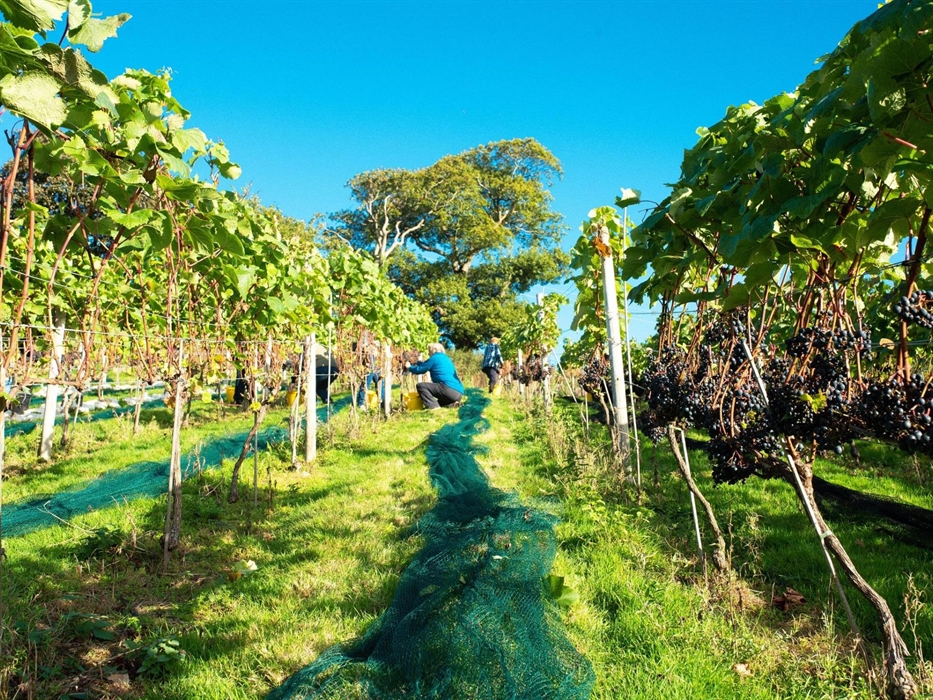 Volunteers join us every year to help harvest the grapes that go on to make our Award Winning Welsh Wine.