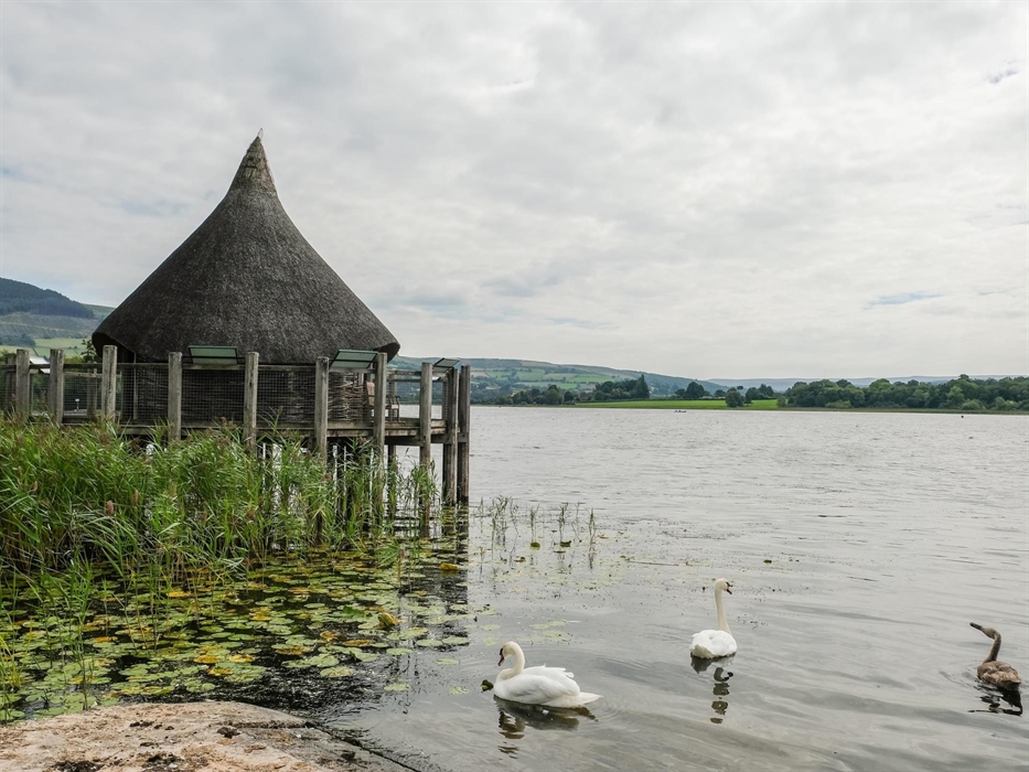 Crannog Centre and swans