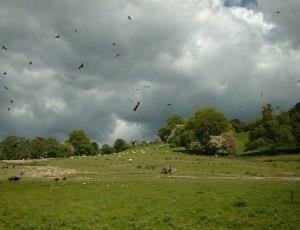 Gigrin Red Kite Feeding Centre