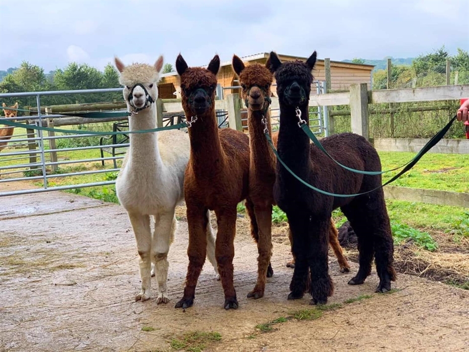 Pembrokeshire Alpaca Trekking