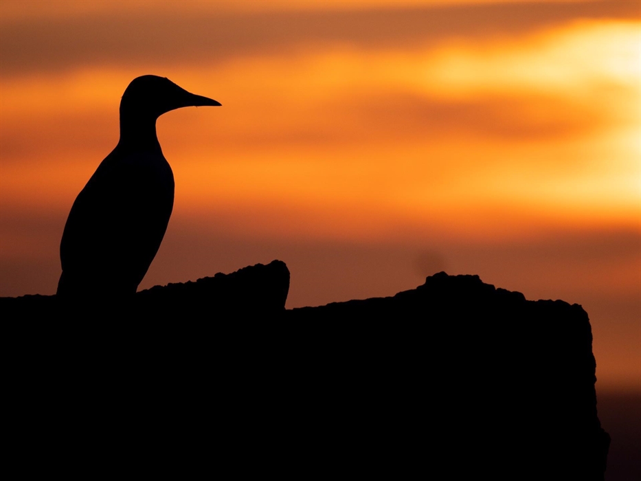 Guillemot - Image Credit: Aidan McCormick