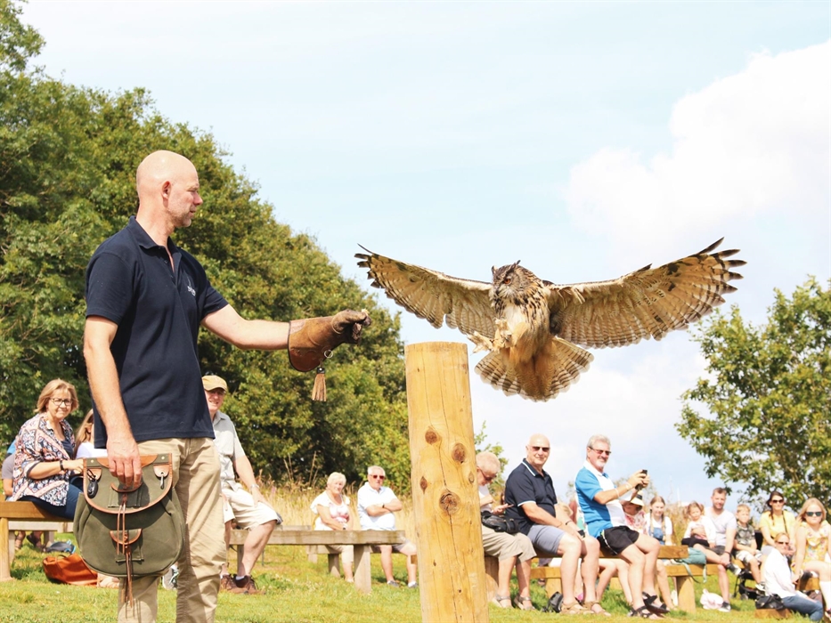 Hector - European Eagle Owl at The British Bird of Prey Centre